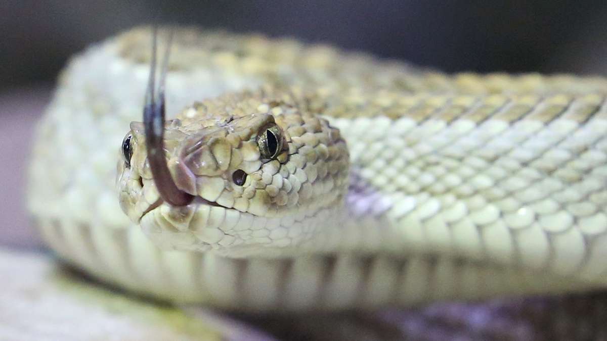 Tiere: Ärzte in Australien: Keine Giftschlangen mitbringen